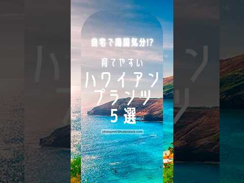 ハワイアン パーム、ブリガミアの記章