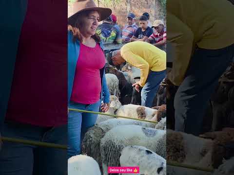 carneiros a venda em Canafistula e Dois Riachos, Alagoas