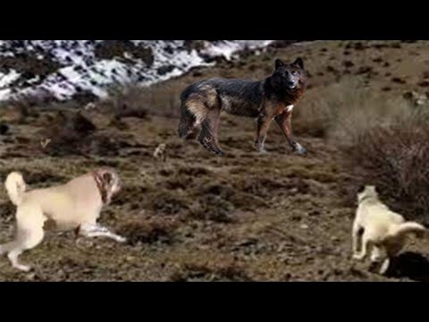 KaNGaL Attack the Giant Black WoLF