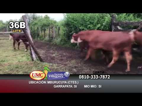 Lote 35 Novillitos en Lomas de Vallejos, Corrientes