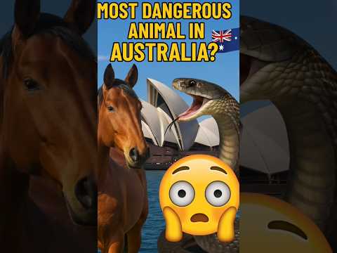 Das gefährlichste Tier in Australien ist… das PFERD?! 😱