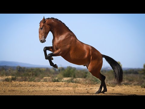 **SOLD** Promising Lusitano with staggering looks (REF#547)