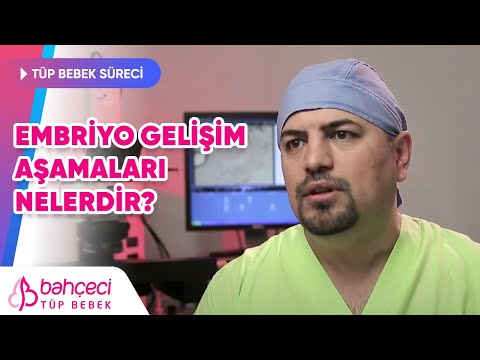 Embriyo gelişim aşamaları nelerdir?