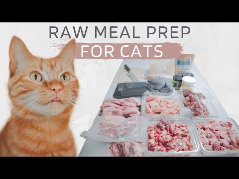 Cat Meal Prepping (Raw Diet)