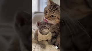 ママ猫とルナの癒し時間