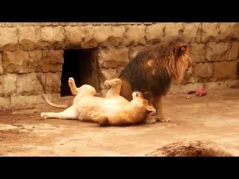 Зоопарк в Баку