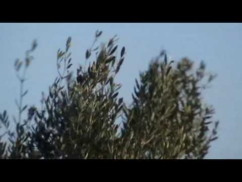 La Speranza - CHARLES PEGUY - Lettura