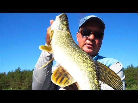 Наловили Щук