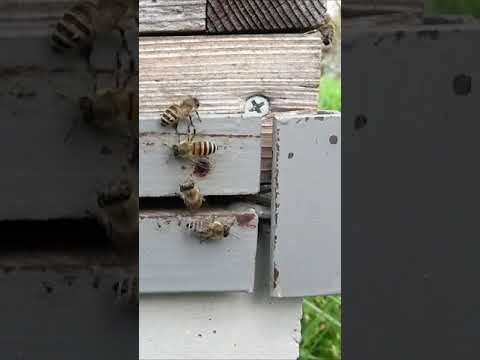 ヨーロッパ初のミツバチの遺伝子バンク