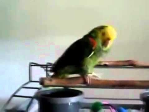 Papagall e imiton një fëmijë duke qarë