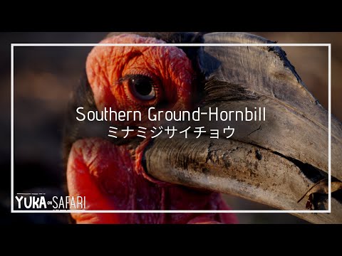 セイロンサイチョウについて詳しく解説