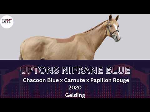 Uptons Nifrane Blue- Rectory Farm
