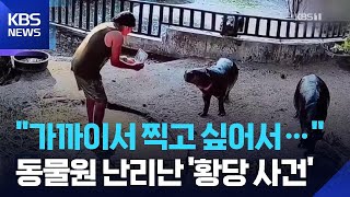 도 넘은 스타 하마 사랑… 태국 '무뎅' 우리에 무단 침입한 남성 전격 체포