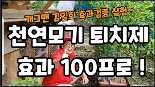 천연"모기 퇴치제 효과 100프로! 두가지를 소개 합니다~ #천연모기퇴치제 #계피모기퇴치제 #천연농약 #진딧…