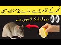 Ghar sy chuhe bhagany ka asan Tarika | easy home Tips and tricks | how to get rat from house