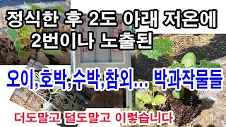 정식한 후 2도 아래 저온에 두 번이나 노출된 토종오이,수박,참외,풋호박... 박과작물들 그 피해 더도말고 …