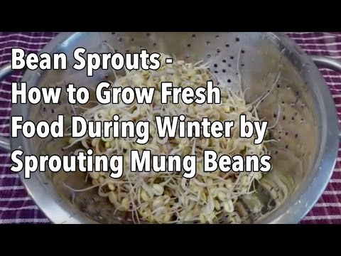 Bean Sprouts - How to Grow Fresh Food During Winter by Sprouting Mung Beans