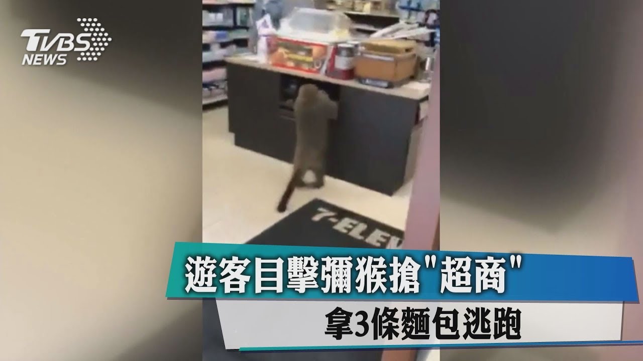 遊客目擊彌猴搶「超商」 拿3條麵包逃跑