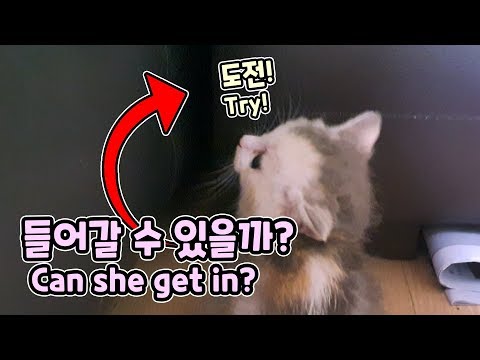 This Lovely Kitten Likes Tiny Hole // 아기 고양이는 좁은 공간을 좋아해요