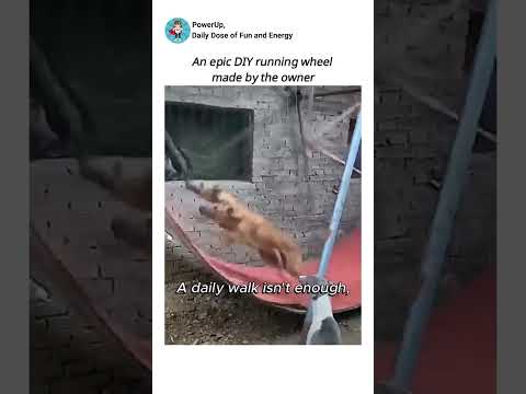 An epic DIY running wheel made by the owner #funny #shorts #greyhound