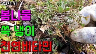 봄나물 산행 냉이 쑥 ~!