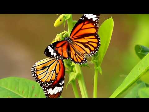 ||butterfly||#nature #butterfly #beautiful