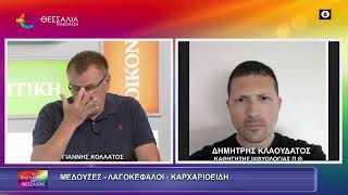 ΜΕΔΟΥΣΕΣ   ΛΑΓΟΚΕΦΑΛΟΙ   ΚΑΡΧΑΡΙΟΕΙΔΗ ΚΛΑΟΥΔΑΤΟΣ ΔΗΜΗΤΡΗΣ 10 09 2026