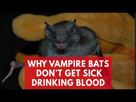 Why vampire bats don't get sick drinking blood