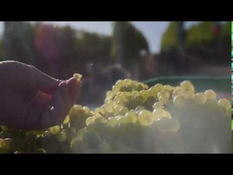 Delaire Graff Estate Harvest