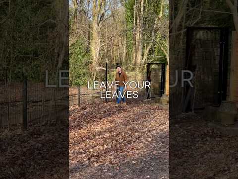 Don’t Rake Your Leaves! | Garden Advice