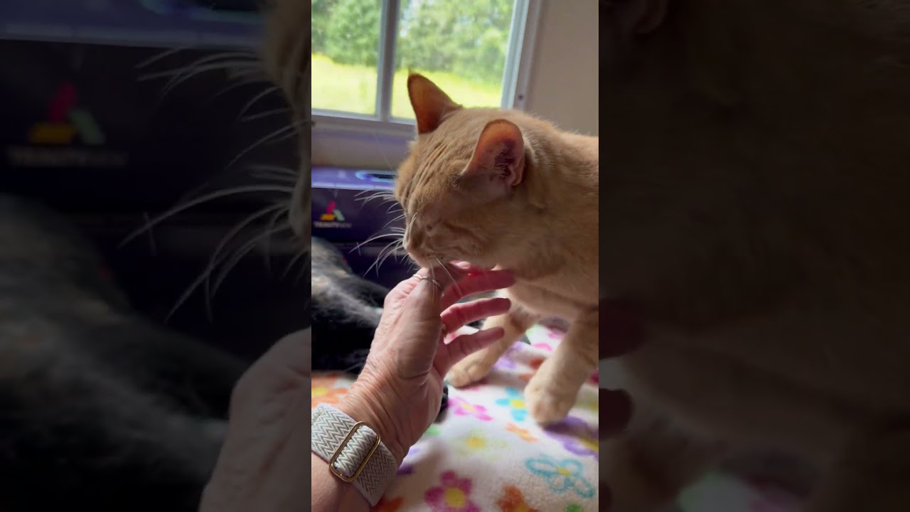 Enlarge Maia, a Adoptable Domestic Short Hair in Park Falls, WI video 3/3