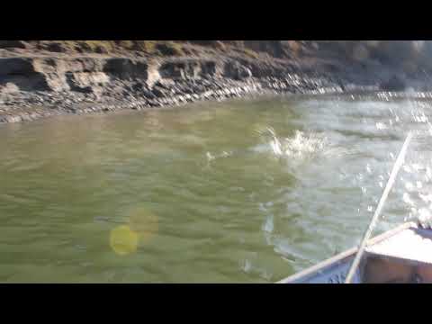 Pecanje šarana na Dunavu kod Apatina