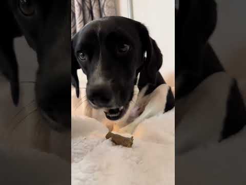 Ollie's Tasty Supplements: Keeping a Rescue Pup in Top Shape! 🐶🥗 Part 2