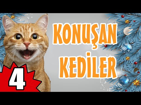 Konuşan Kediler 4 - En Komik Kedi Videoları