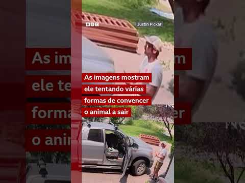 O que você faria se tivesse um urso-negro no seu carro?