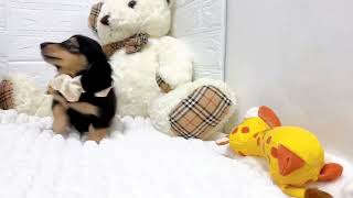 ミニチュアダックスの動画02