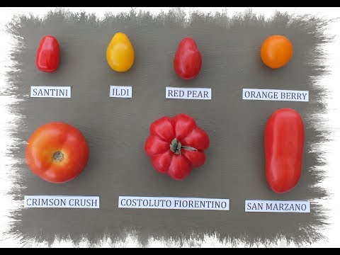 HGV How to grow your favourite tomatoes from slices of...
