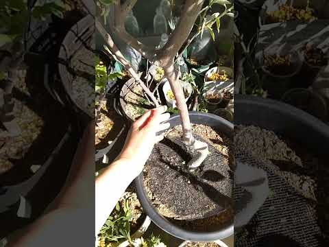 テラスまたはバルコニー用の鉢植えのオリーブの木 - アドバイスと写真  庭園