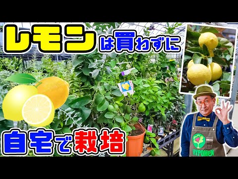 園芸 レモンキャビア、フィンガーレモン、マイクロシトラス