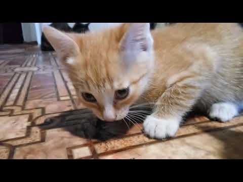 18,11-19,12,2019 Маруська, Рыжик и Барсик, 1 месяц из жизни котят