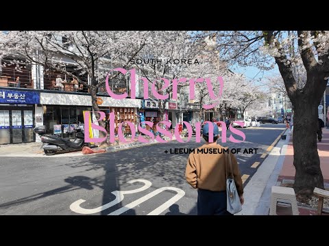 CHERRY BLOSSOMS Update + MUSEUM TOUR | Seoul South Korea
