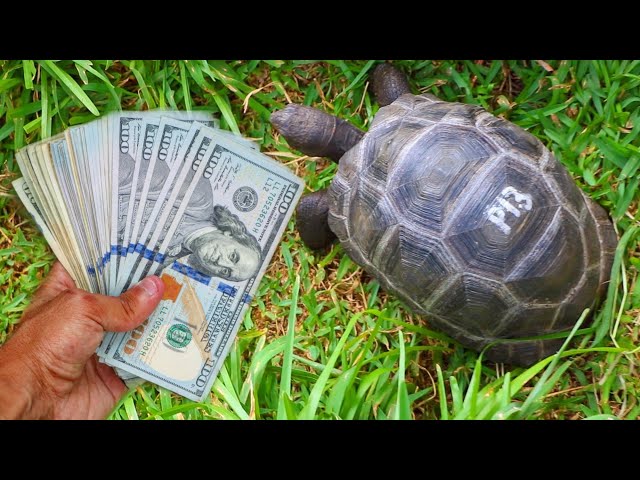Buying Five $10,000 Dollar BABY Tortoise!!