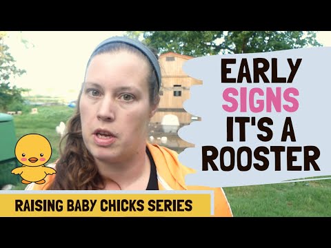 Rooster Or Hen? Early Signs It's A Rooster