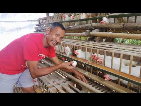 , title : 'Aking munting paitlogan 200heads RTL nagsimula na mangitlog  / Backyard poultry farming
