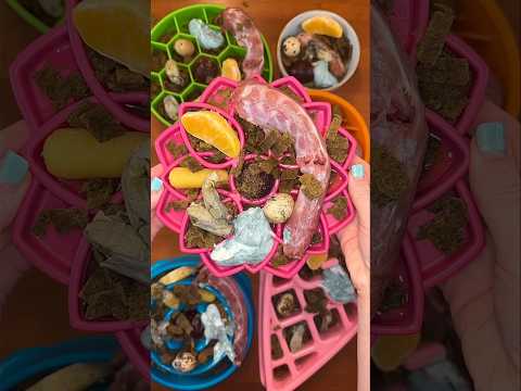 Feeding 6 dogs dinner 🥩🍳 #shorts