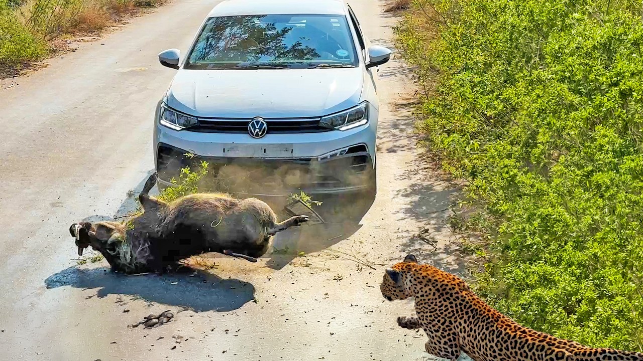 Warthog Smashes into Car to Escape Leopard