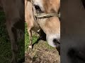 Kashmir Intefrated Farm Homestead Kashmir Farmlife Cow Holycow