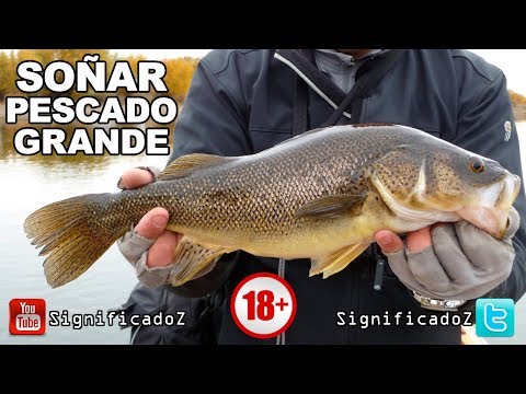 Meaning of DREAMING ABOUT BIG FISH 🔞 What does it mean?