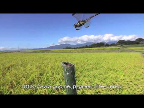 ノシメトンボの飛翔と産卵スーパースロー