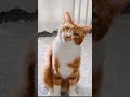 Cute Meow From Orange Cat Shorts Cats Catlover Meow Meowing Kitty Orangecats